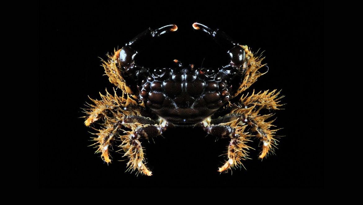 Cyclodius nitidus