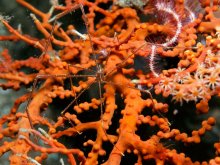 Chirostylus sandyi