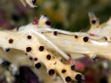 Uroptychus joloensis