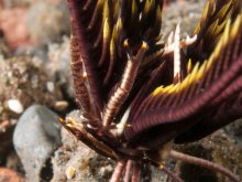 Allogalathea babai