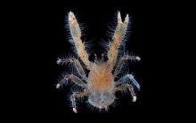 Lauriea punctata