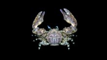 Allopetrolisthes angulosus