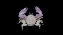 Allopetrolisthes angulosus