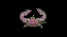 Megalobrachium poeyi