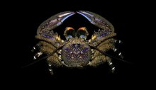 Petrolisthes tuberculatus