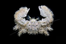 Porcellana platycheles