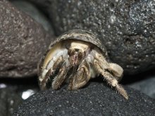 Coenobita rugosus