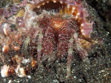 Aniculus retipes