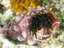 Calcinus gaimardii