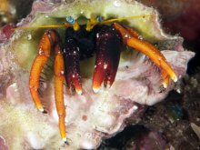 Calcinus gaimardii