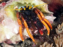 Calcinus gaimardii