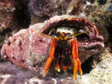 Calcinus gaimardii