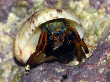 Calcinus laevimanus