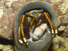 Calcinus laevimanus