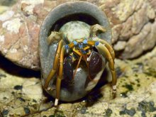 Calcinus laevimanus