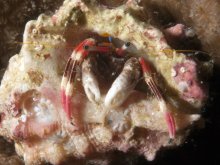Calcinus lineapropodus