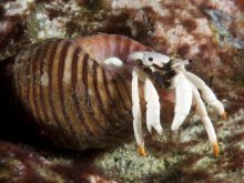 Calcinus minutus