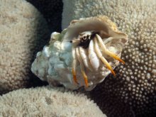 Calcinus minutus