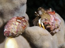 Calcinus minutus