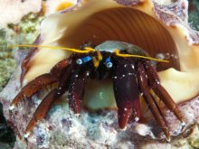 Calcinus morgani