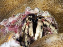 Calcinus pulcher
