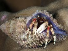 Calcinus pulcher