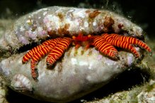 Ciliopagurus strigatus
