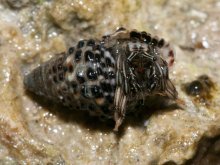 Clibanarius eurysternus