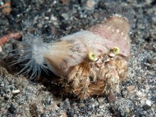 Dardanus deformis