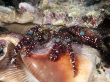 Dardanus guttatus