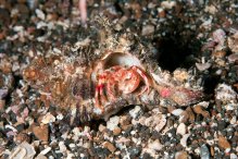 Dardanus impressus