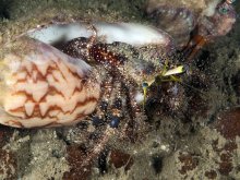 Dardanus lagopodes