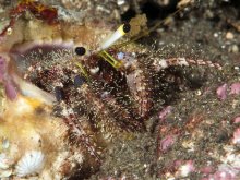Dardanus lagopodes