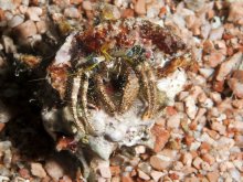 Dardanus lagopodes