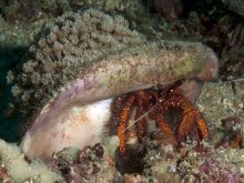 Dardanus megistos