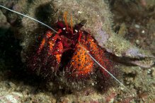 Dardanus megistos