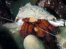 Dardanus megistos