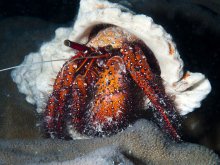 Dardanus megistos