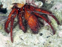 Dardanus megistos
