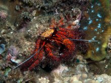 Dardanus megistos
