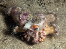 Dardanus pedunculatus