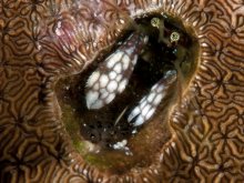 Paguritta morgani