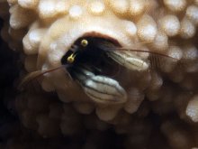 Paguritta vittata