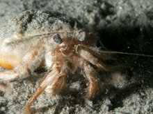 Pagurus gracilipes