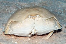 Calappa calappa