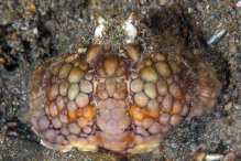 Calappa capellonis