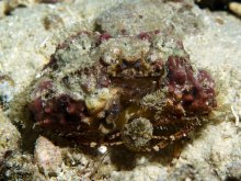 Calappa gallus