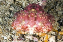 Calappa gallus