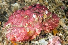 Calappa gallus