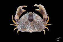 Calappa liaoi